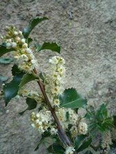 Prunus ilicifolia flower